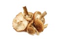 Bunch of fresh-cut mushrooms honey agaric