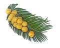 Bunch of fresh dates on palm leaf