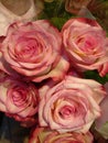 Bunch of fresh deep pink roses