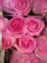 Bunch of fresh deep pink roses