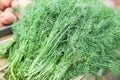 Bunch of fresh dill. Aromatic spice herb. Local farmer market