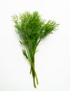 A bunch of fresh dill grass, isolated on a white background, vertical Royalty Free Stock Photo