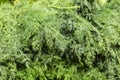 Bunch Fresh dill green, Raw Green Organic Whole Baby Dill. Royalty Free Stock Photo