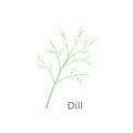 Bunch of fresh dill isolated on white background. Vector illustration.
