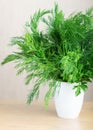 Bunch fresh dill Royalty Free Stock Photo