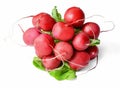 Bunch of fresh early radish with green leaves isolated on white. Close-up.