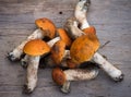 Bunch of Fresh Edible forest Mushrooms orange-cap Boletus (Leccinum aurantiacum) On the Old Grey Wooden Royalty Free Stock Photo