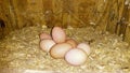 Bunch of fresh eggs inside chicken coop