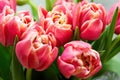 Bunch of fresh elegant pink tulips in the transparent crystal vase