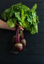 Bunch of fresh garden beetroot kept in man's hand Royalty Free Stock Photo
