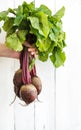 Bunch of fresh garden beetroot kept in man's hand Royalty Free Stock Photo