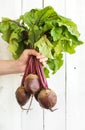 Bunch of fresh garden beetroot kept in man's hand Royalty Free Stock Photo