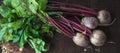 Bunch of fresh garden beetroot Royalty Free Stock Photo