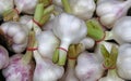 Bunch of fresh garlic bulbs sale on retail market Royalty Free Stock Photo