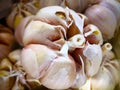 A bunch of fresh garlic in Thai bazaar, which are for sale. Full Royalty Free Stock Photo
