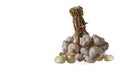 Bunch of fresh garlic on white background, health, food, vegettable, copy space