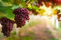 Bunch of fresh grapes in vineyards, Selective focus