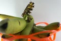 Bunch of fresh green Ambon bananas in a fruit basket isolated on a blue background Royalty Free Stock Photo