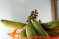 Bunch of fresh green Ambon bananas in a fruit basket isolated on a blue background Royalty Free Stock Photo