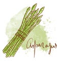 Bunch of Fresh green Asparagus stems isolated icon. Spring Rareripes. hastings, farm market, Vector illustration. hand