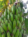 Bunch of fresh green bananas on banana farm tree Royalty Free Stock Photo