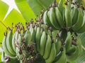 Bunch Of Fresh Green Bananas Royalty Free Stock Photo