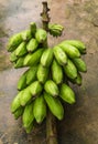 Bunch of fresh green bananas