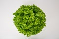 Bunch of fresh, green batavia lettuce salad head top view isolated on white background with copy space. Crinkled leaves bio crop