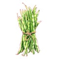 Bunch of fresh green bean, legume haricot bean, black-eyed beans, black eyed pea pods, cowpea, object, organic vegetable