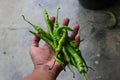 a bunch of fresh green chili peppers harvested from fields Royalty Free Stock Photo