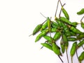 A bunch of fresh green chillies isolated on white background with blank space on the left side Royalty Free Stock Photo