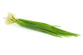 Bunch of fresh green Chives / isolated Royalty Free Stock Photo