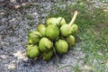 Bunch of fresh green Coconuts Royalty Free Stock Photo