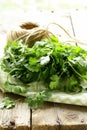 Bunch of fresh green coriander (cilantro) Royalty Free Stock Photo