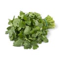 Bunch of fresh green coriander on white background Royalty Free Stock Photo