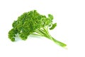 Bunch of fresh green curly parsley Royalty Free Stock Photo