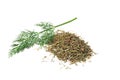 bunch fresh green dill with dried dill isolated on white background Royalty Free Stock Photo