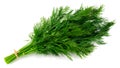 Bunch fresh green dill isolated on white background Royalty Free Stock Photo