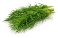 Bunch of fresh green dill isolated on white