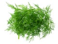Bunch fresh green dill isolated on white background Royalty Free Stock Photo