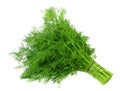 bunch fresh green dill isolated on white background Royalty Free Stock Photo