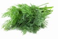 bunch fresh green dill isolated on white background Royalty Free Stock Photo