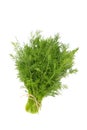 Bunch fresh green dill isolated on white background Royalty Free Stock Photo