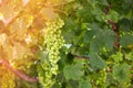 Bunch of fresh green grapes on the vine with green leaves in ga