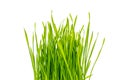 Bunch of fresh green grass isolated on white background Royalty Free Stock Photo