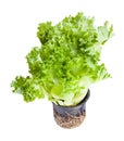 bunch of fresh green leaf lettuce in pot isolated Royalty Free Stock Photo