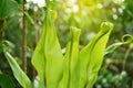 A bunch fresh green leafs roll up, Bird`s nest fern growing under sunlight called as Crow`s nest fern is an epiphytic plant