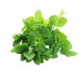 Bunch of fresh green lemon balm isolated on white Royalty Free Stock Photo