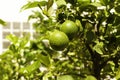 Bunch of fresh green lemons on a lemon tree branch in sunny garden Royalty Free Stock Photo