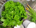 Bunch of fresh, green lettuce in a bucket, wooden table and fresh young carrots background. Crinkled leaves bio crop food, farm Royalty Free Stock Photo